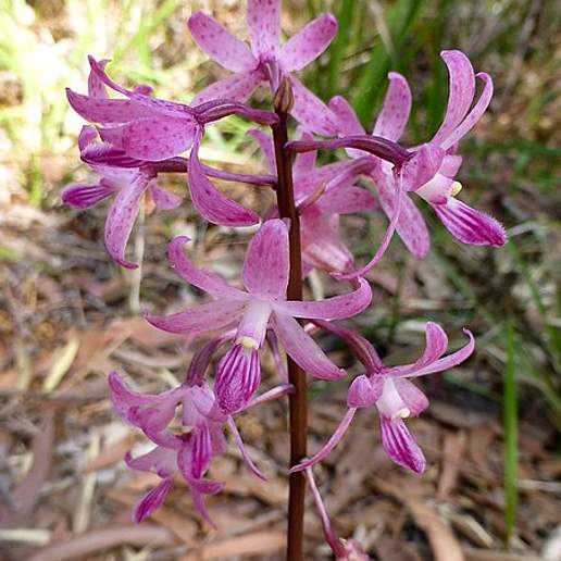 Rosy Hyacinth Orchid
