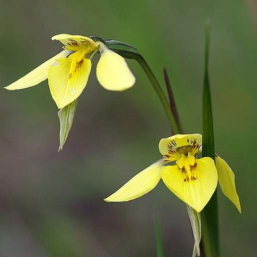 Diuris Chryseopsis