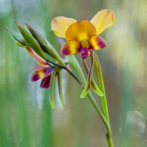 Diuris Porrifolia