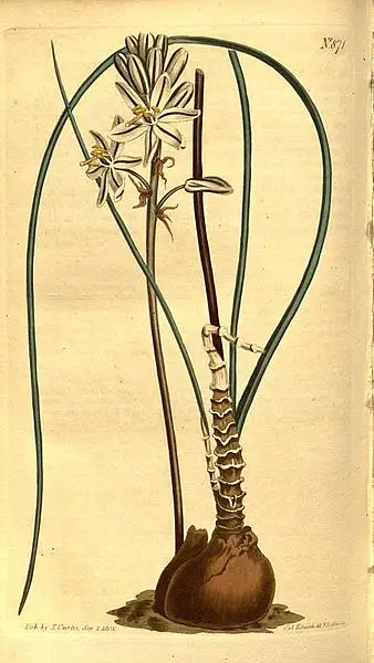 Anthericum Spiratum