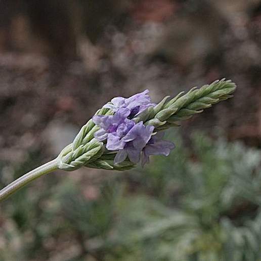 Long Stalk Lavender