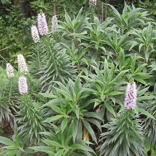 Echium virescens