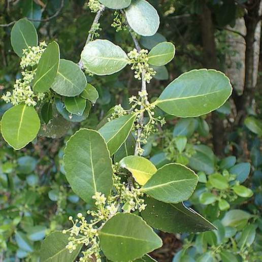 Elaeodendron australe