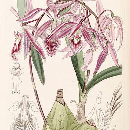 Encyclia Adenocaula