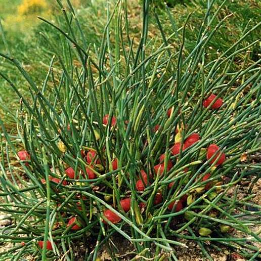 Ephedra Monostachya
