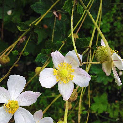 Eriocapitella vitifolia