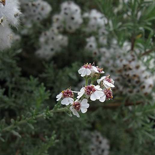 Wild Rosemary