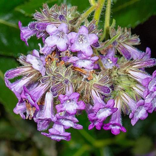 Eriodictyon Sessilifolium