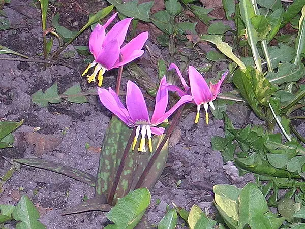 Erythronium Altaicum