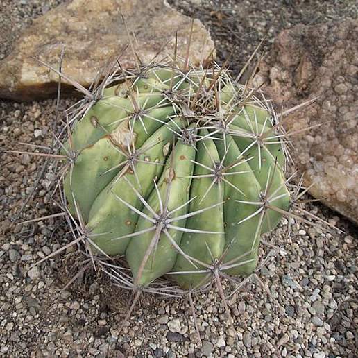 Ferocactus alamosanus