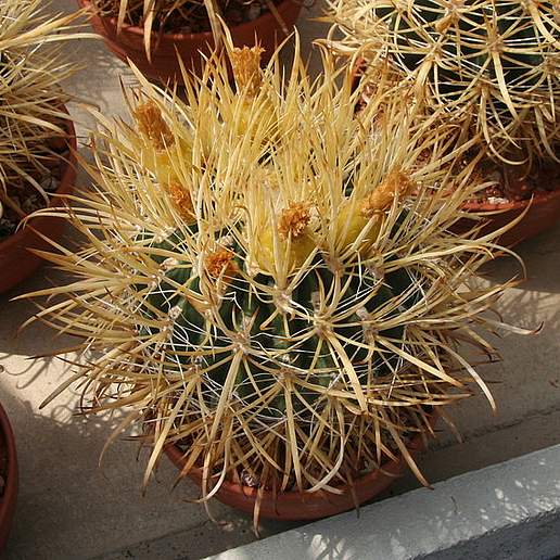 Ferocactus chrysacanthus