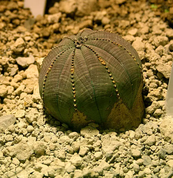 Baseball Plant