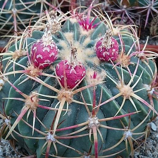 Candy Cactus