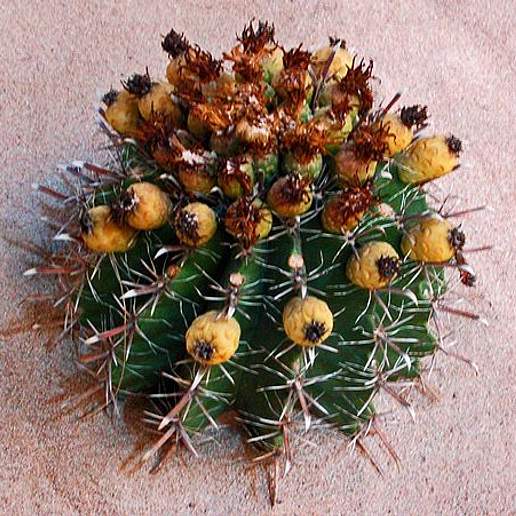 Ferocactus peninsulae