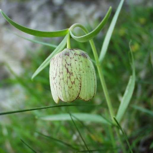 Fritillaria Involucrata