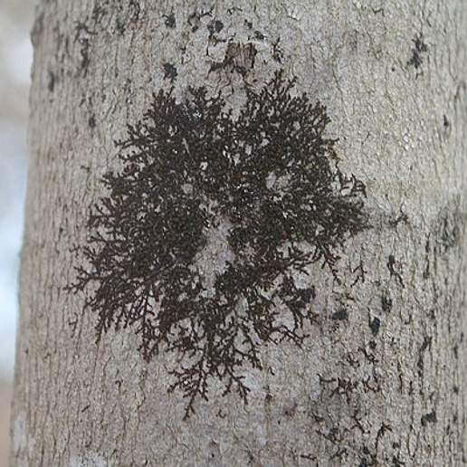 Frullania Eboracensis