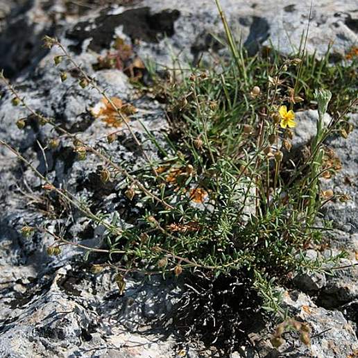Thyme Leaved Needle Rockrose