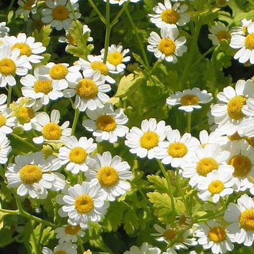 Common Feverfew