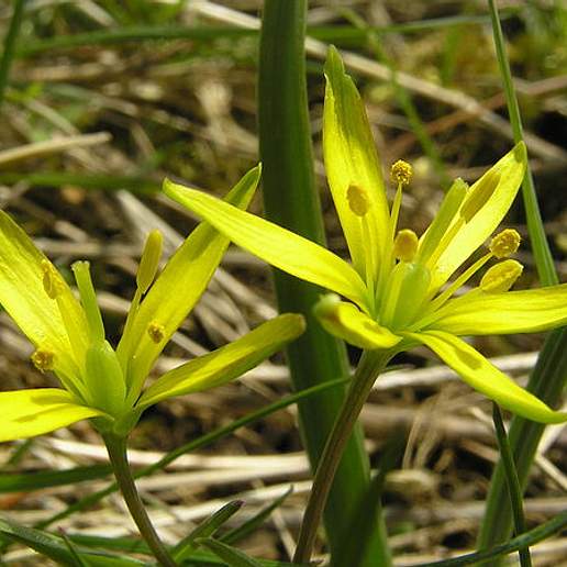 Gagea Pratensis Sicula