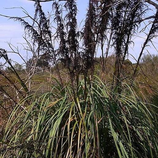 Gahnia Tetragonocarpa