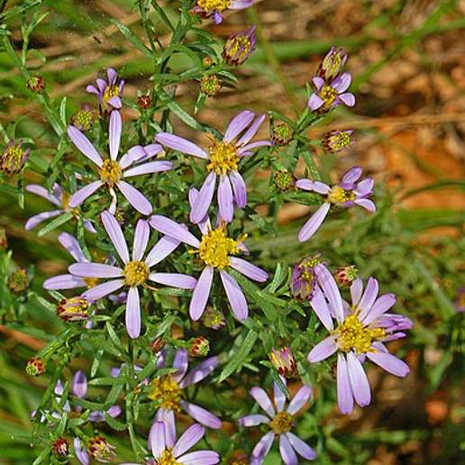 Aster Punctatus
