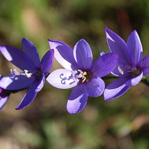 Geissorhiza Secunda