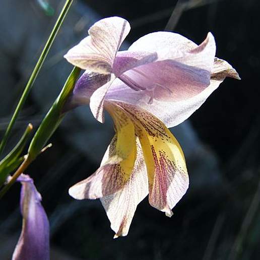 Gladiolus Tristis Humilis