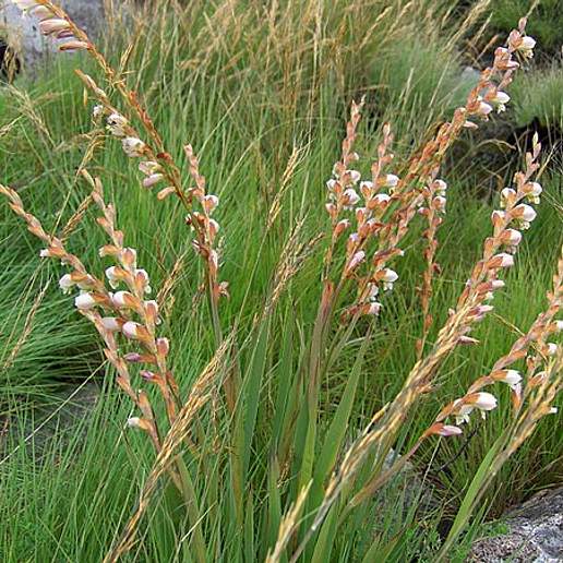 Gladiolus Dieterlenii