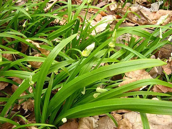Few Flower Leek