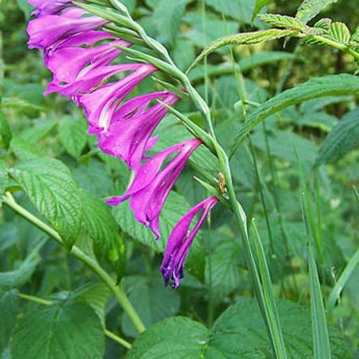 Gladiolus Imbricatus Galiciensis