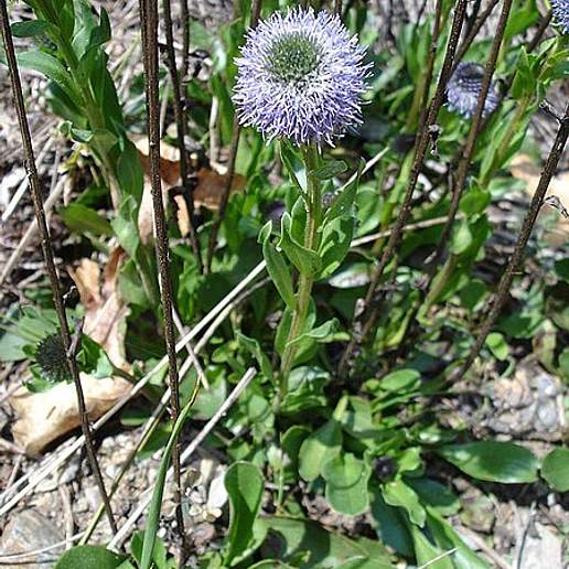 Globularia Vulgaris