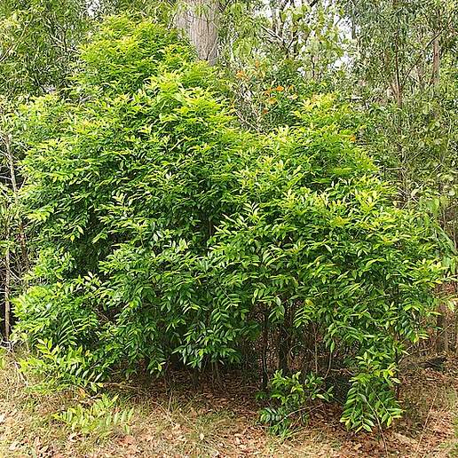 Glochidion Ferdinandi