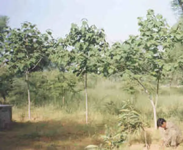 Gumhar