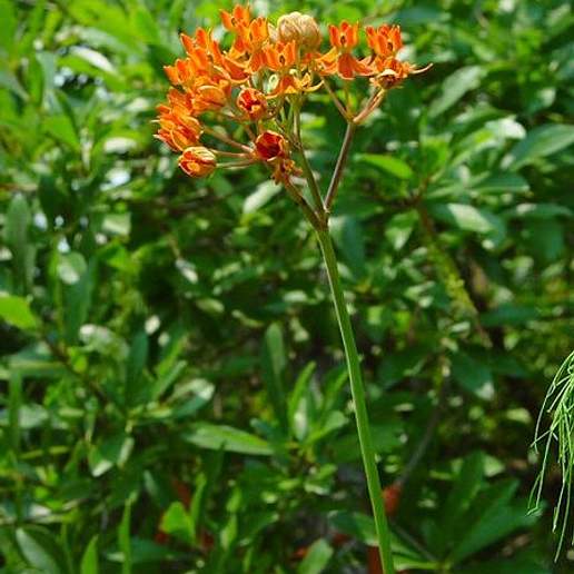 Fewflower Milkweed