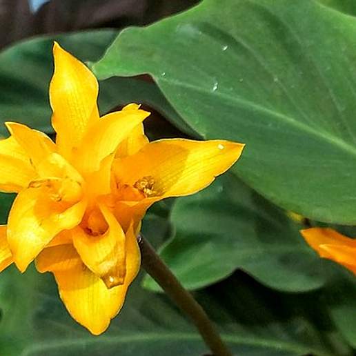 Saffron Coloured Calathea
