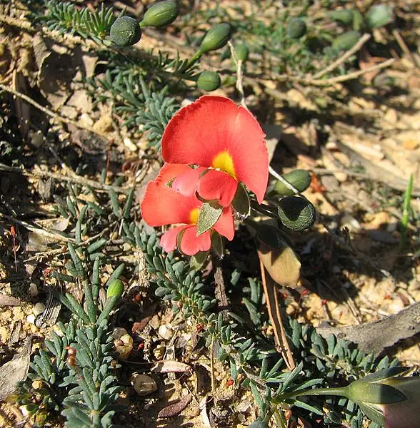Gompholobium Minus Grandiflora