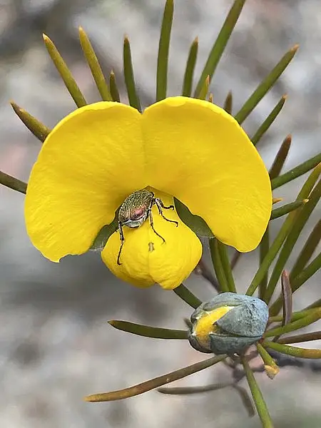 Gompholobium Glaucum