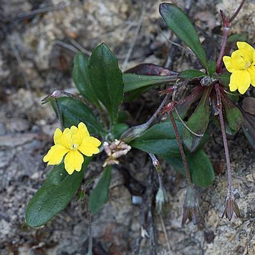 Goodenia Blackiana