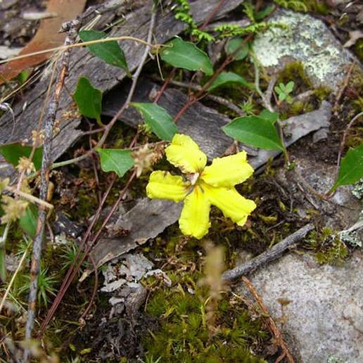 Forest Goodenia
