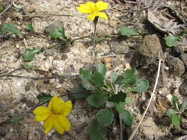 Goodenia Lanata