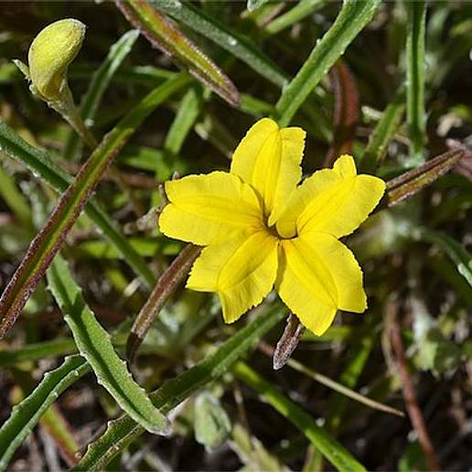 Goodenia Willisiana