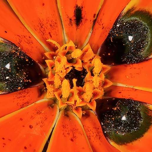 Gorteria Diffusa Calendulacea