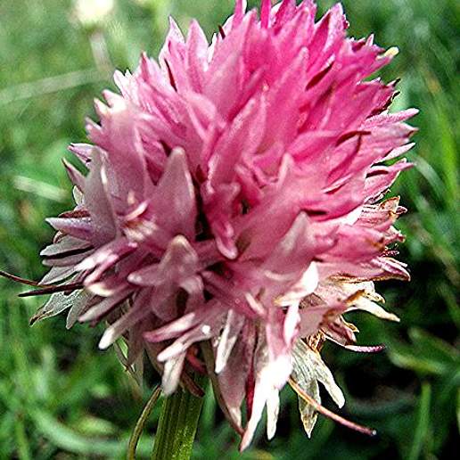 Gymnadenia Corneliana