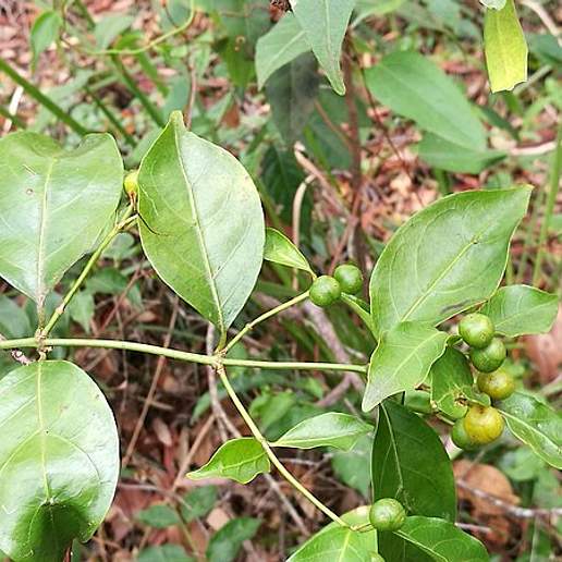 Gynochthodes Jasminoides