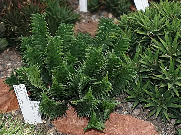 Dragontail