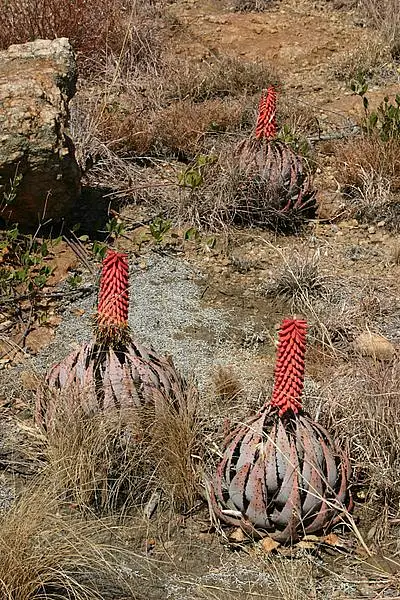 Turk's Cap Aloe