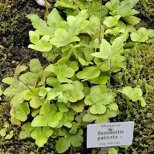 Hemionitis Cordifolia