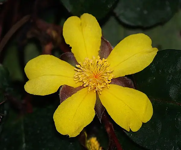 Hibbertia Dentata