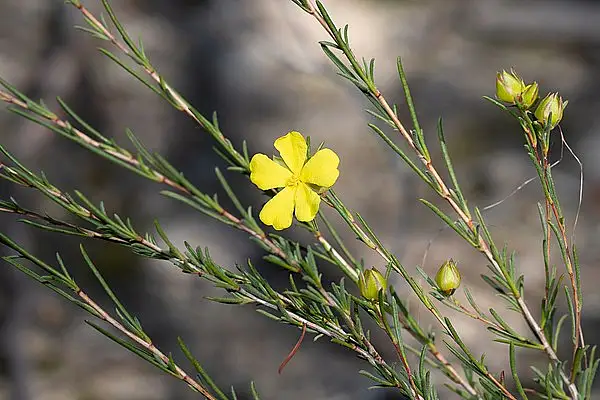 Hibbertia Virgata Glabra