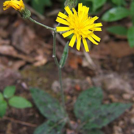 Noble Hawkweed